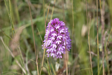 a beautiful pink pyramid orchid growing in chalklands on Salisbury Plain, Wiltshire