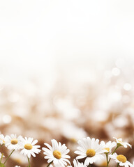 Daisy field with a warm, sunlit bokeh background. Spring themed backdrop woth copy space for text. Design for woman's day and mother's day
