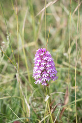a beautiful pink pyramid orchid growing in chalklands on Salisbury Plain, Wiltshire