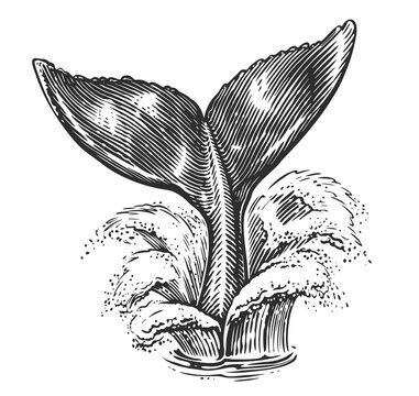 recommend clip art: Whale tail over sea water. Fish or mermaid, sketch illustration engraving style hand drawn