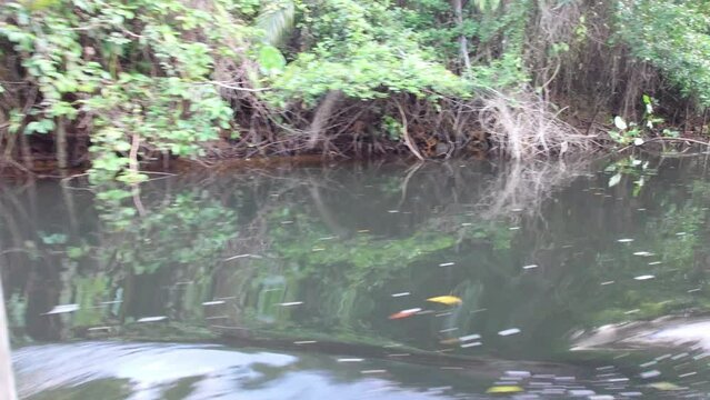 Camera moves through mangrove vegetation in the Lagoa Encantada in Ilheus Bahia Brazil
