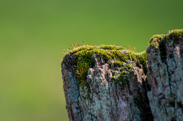 Moss auf Zaunpfahl, Nahaufnahme