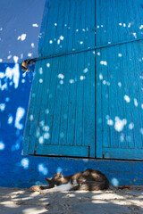 Cat resting in front of a door, in the street, all blue painted, in the medina of Chefchaouen, Morocco