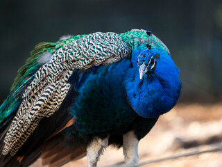 Obraz premium PAVO REAL AZUL MAJESTUOSO EN SU POSE