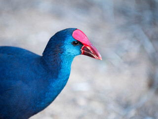 CALAMÓN O GALLO AZUL CON UN COLORIDO MUY LLAMATIVO.