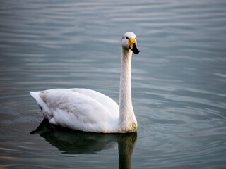 CISNE DISFRUTANDO DE LAGUNA EN UNA RESERVA NATURAL. 