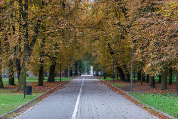 alley in the park in autumn
