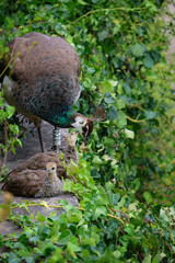 Foto de um pavão livre num parque do Porto