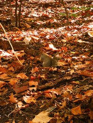 Écureuil / Squirrel central Park New york