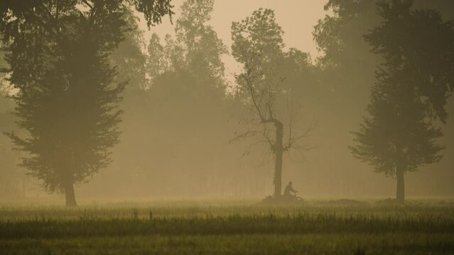 The beauty of a foggy winter morning as nature weaves its magic, revealing the serene coexistence of villagers and the landscape. Cowboy herding cows, harmonious rural life