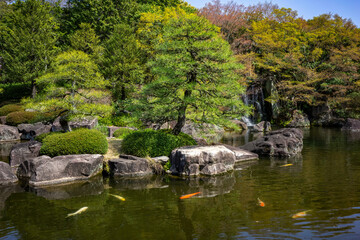  Idyllic Japanese Garden Scene; Koi Fish Swimming Amongst Boulders and Cascading Waterfall