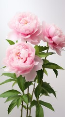 Beautiful bouquet of fresh pink peonies on a white background