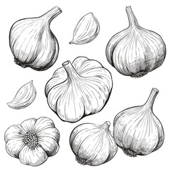 Garlic. Set of black and white vector illustrations of garlic.