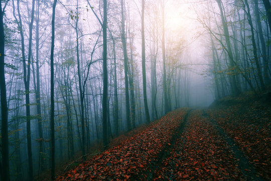 autumn forest scenery, autumn morning dawn, nature colorful background, Europe	