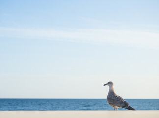 Seagull close-up on a stone above the sea