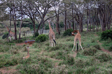 Northern giraffe (Giraffa camelopardalis), Nairobi, Kenya