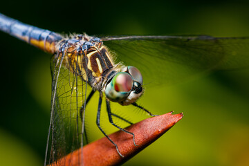 Blue Dasher (Pachydiplax longipennis)