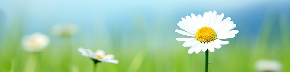 A minimalist depiction of a single, perfect daisy on a bright green summer meadow background