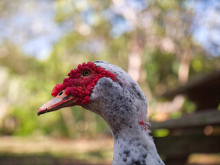 muscovy duck with red face outdoors in the wild
