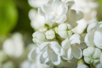 White lilac blossom close up, lilac flowers macro view