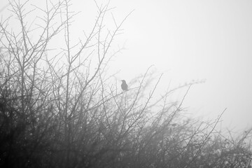 A blackbird perches on a bare tree in the fog, taken on Cholderton Estate near Salisbury, England.