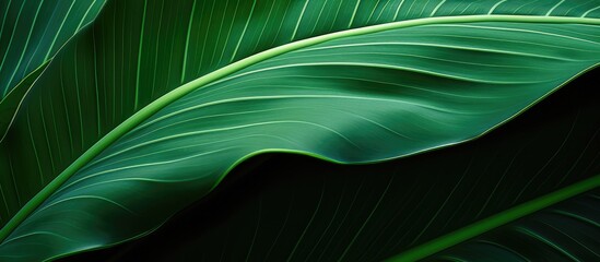a green leaf is shown at a high angle - Powered by Adobe