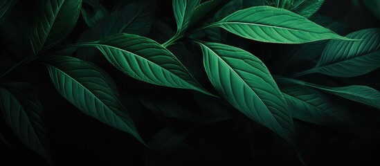 Fototapeta premium a green leaf is shown at a high angle