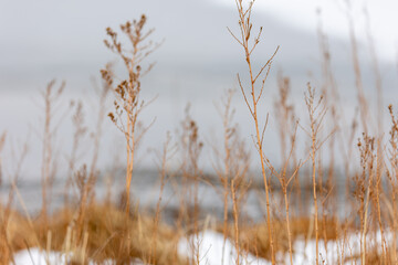 Boulder Colorado Plants, Wild Plants Near Lake in Boulder