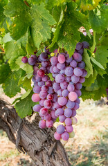 Grapes field, vineyard (Turkey Izmir Buca vineyard)