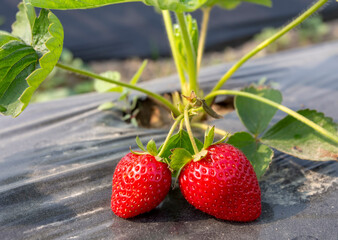 Organic, fresh fruit strawberry Field (Emiralem - Izmir - Turkey)
