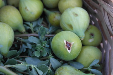 Figs and purslane in a basket