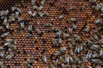Swarm Of Honey Bees (Apis Mellifica) Working On Combs Producing Honey And Breed In Teamwork