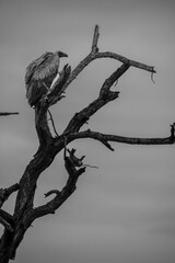 Nice specimen of a large vulture in the Kruger Park in South Africa