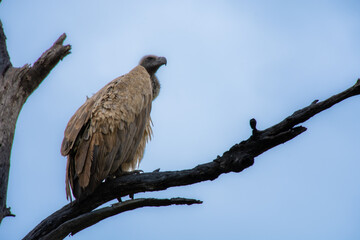 Nice specimen of a large vulture in the Kruger Park in South Africa