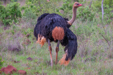 Beautiful ostrich in its natural habitat in the bush of South Africa