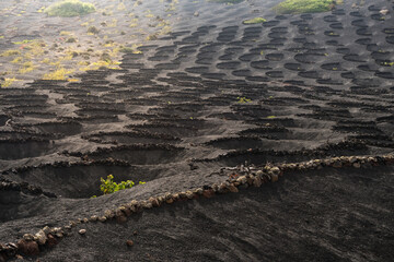 La Geria in Lanzarote