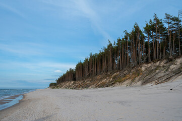 samotne drzewa na plaży morze ocean
