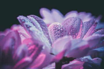 White chrysanthemum with dew drops on the petals, background with beautiful flowers