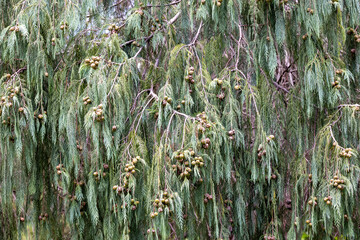 Kashmir Cypress Tree growing in Australian Botanic Garden