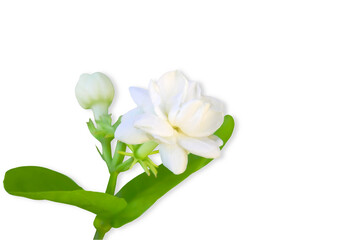 beautiful jasmine  white flower blooming isolated on  cutout transparent background,png format