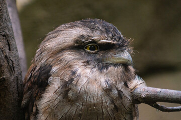 owl swallow close up portrait