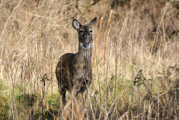 Deer Sunny December Afternoon