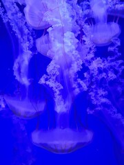 des méduses dans l'eau