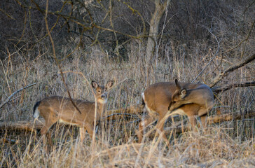 Deer Sunny December Afternoon