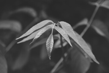 Makroaufnahme von Walnuss-Baumzweig in Schwarz-Weiß