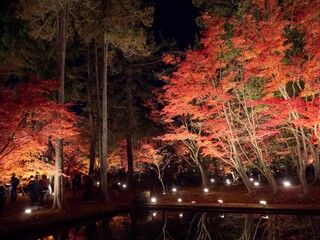 Toki City, Gifu Prefecture, Japan Upside Down Autumn Leaves Illuminated Autumn Leaves