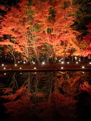 Toki City, Gifu Prefecture, Japan Upside Down Autumn Leaves Illuminated Autumn Leaves