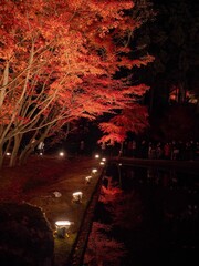 Toki City, Gifu Prefecture, Japan Upside Down Autumn Leaves Illuminated Autumn Leaves