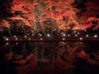 Toki City, Gifu Prefecture, Japan Upside Down Autumn Leaves Illuminated Autumn Leaves