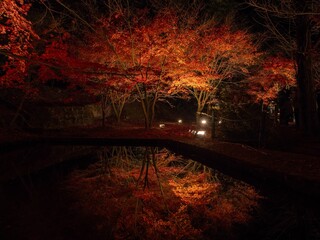Toki City, Gifu Prefecture, Japan Upside Down Autumn Leaves Illuminated Autumn Leaves